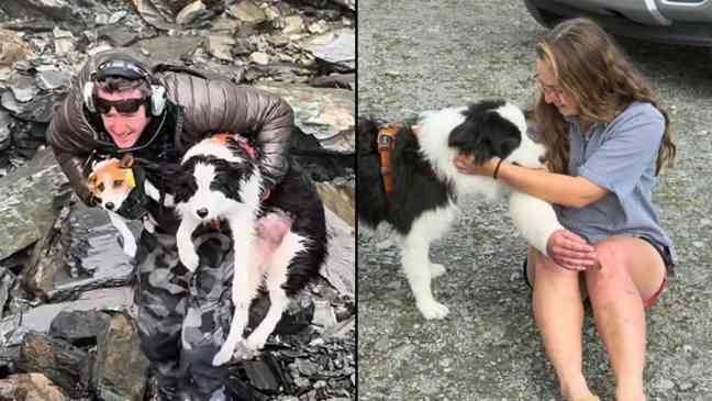 Influencer dog with 1.5 million followers allegedly stolen and eaten after being sold to restaurant