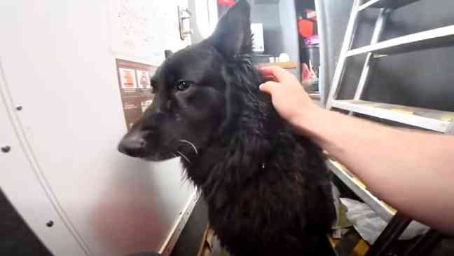 Dog missing for months found 1000 miles from home with new name