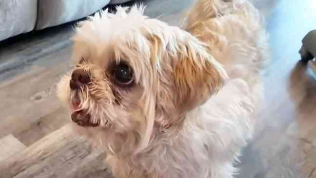Dog missing for months found 1000 miles from home with new name
