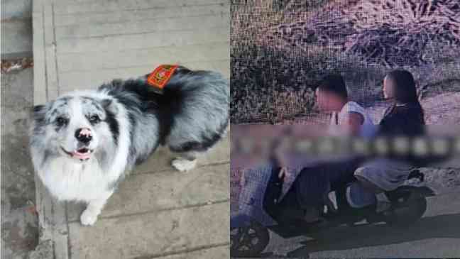 Influencer dog with 1.5 million followers allegedly stolen and eaten after being sold to restaurant