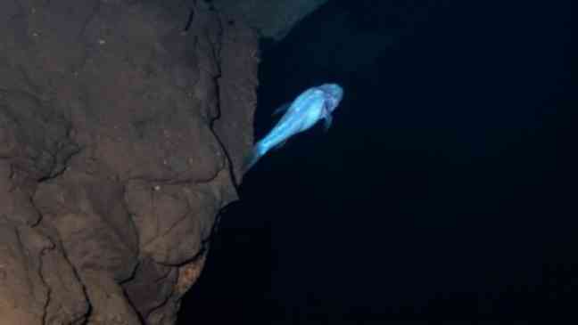 “Demon” fish named after Stranger Things’ Demogorgons found under WWII chemical weapons facility