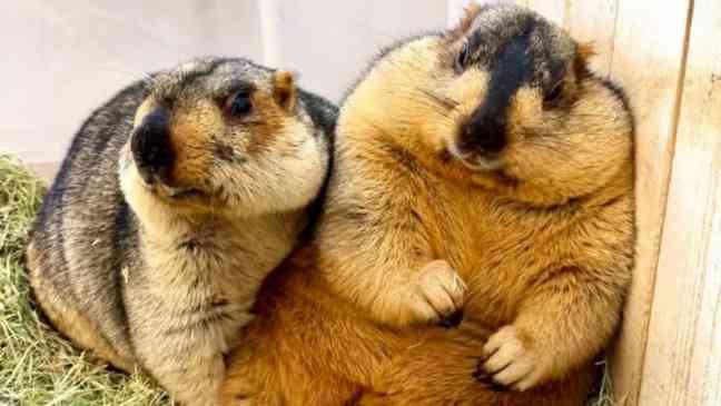 Researchers launch “OnlyMarms” after funding cuts hit marmot project