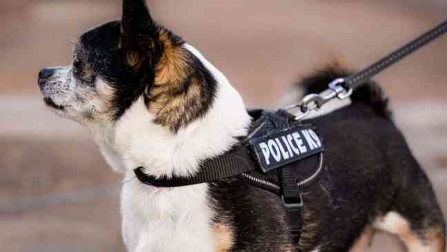 TSA responds after fans’ repeated calls for Jimothy to join K9 team