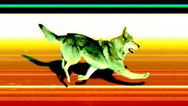 Woman and her dog both beat cancer and compete in dog surfing championships
